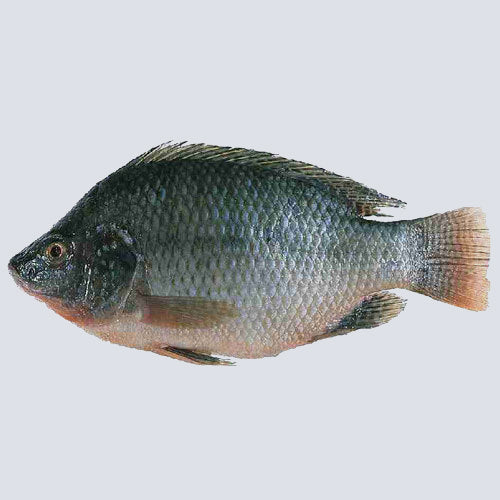 Tilapia – Fresh & Cleaned (Zabiha Halal) - UmarsHalal.com